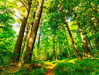 forest