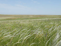 steppe